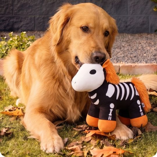 Dog playing with a Halloween-themed Chance & Friends plush toy