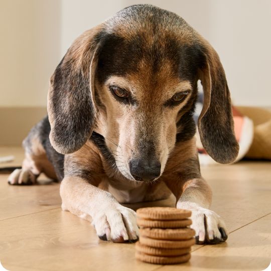 Dog lying on the floor looking at treats