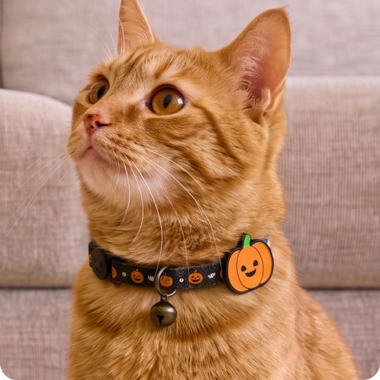 Cat wearing a Halloween pumpkin collar