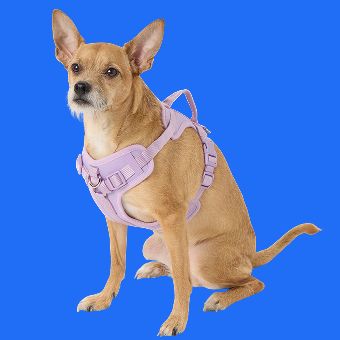 Dog wearing a Top Paw Neoprene Harness