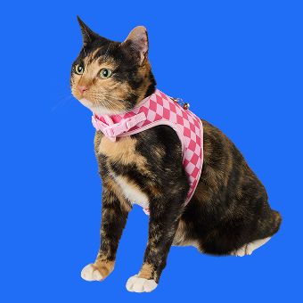 Cat wearing a Whisker City® Harness