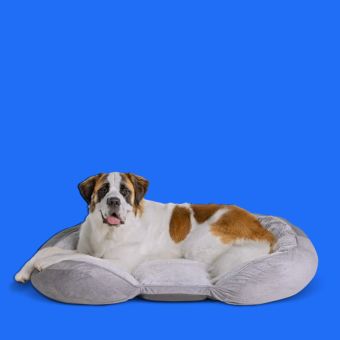 Dog lying on a Top Paw Orthopedic Grey Lounger