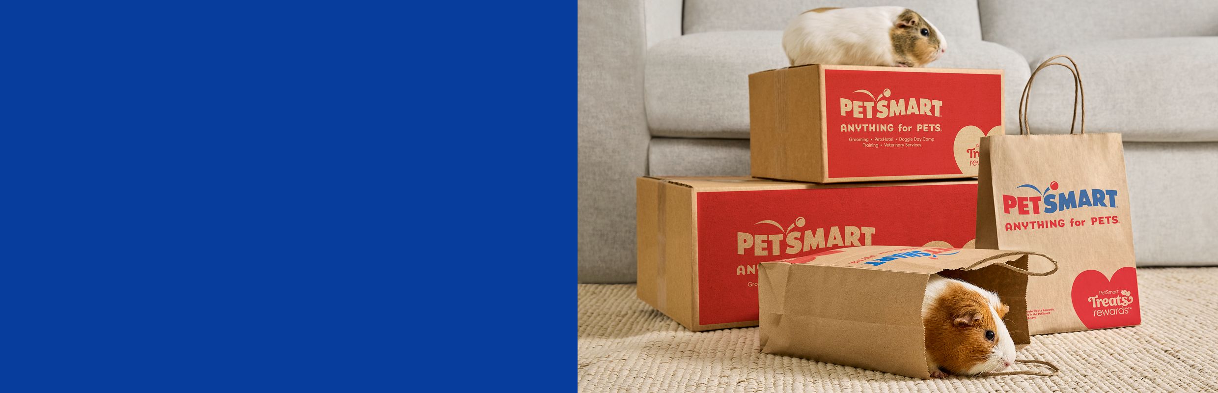 Two guinea pigs exploring PetSmart shipping boxes & shopping bags in a living room