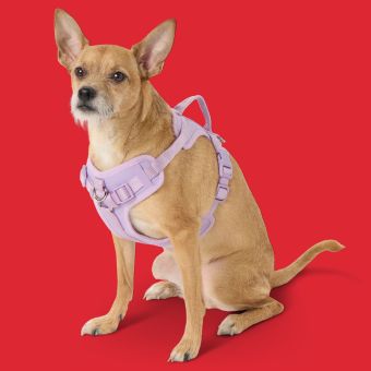 Dog wearing a Top Paw Neoprene Harness