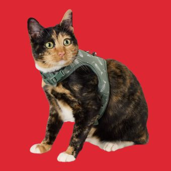 Cat wearing a Whisker City® Harness