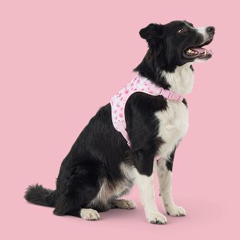 Dog wearing a harness