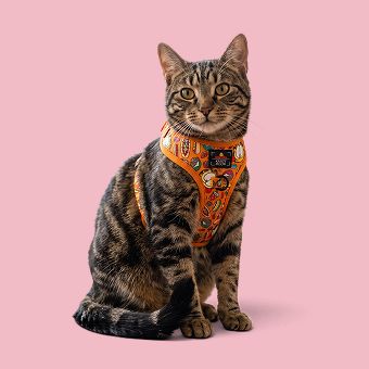 Cat wearing a harness
