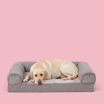Dog lying on a Top Paw Orthopedic Bed