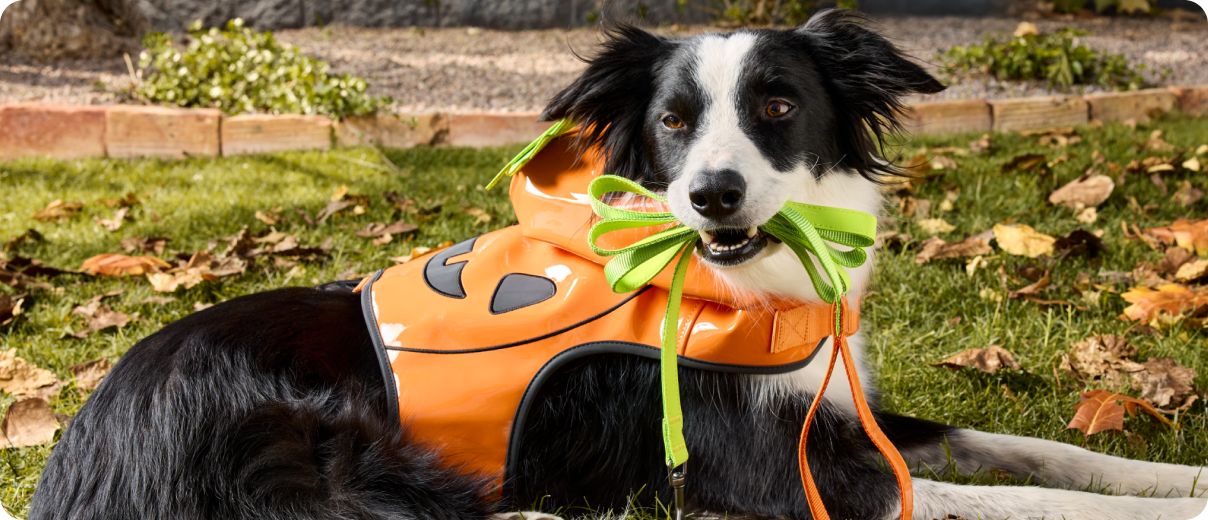 Black & white fluffy dog wearning Halloween harness with green & orange leash in mouth outside on lawn