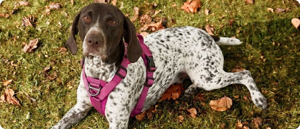 Tan & white setter dog outside in KONG pink harness on leafy lawn