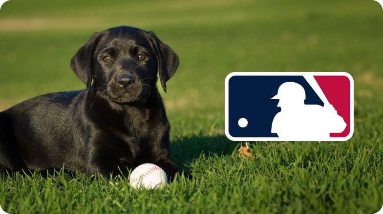 Black lab puppy on lawn with baseball with logo featuring batter silhouette in red, white & blue