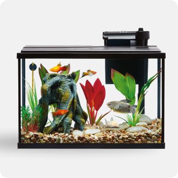 Fish on aquarium starter kit