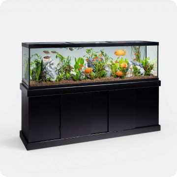 Ensemble aquarium with fish