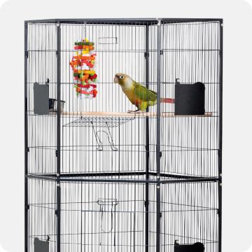 Bird in cage