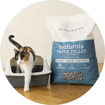 Cat stepping out of litter box & bag of litter