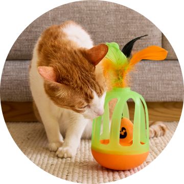 Orange & white cat playing with toy