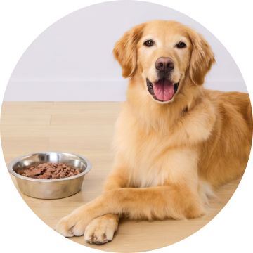 Golden retriever with dog & bowl