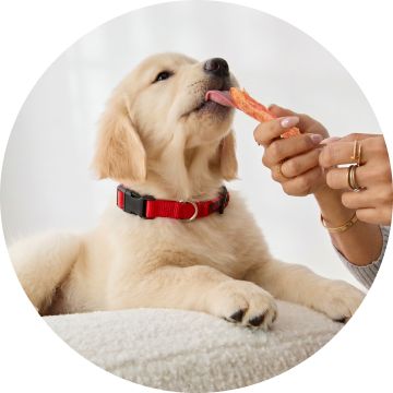 Tan dog taking treat from hand