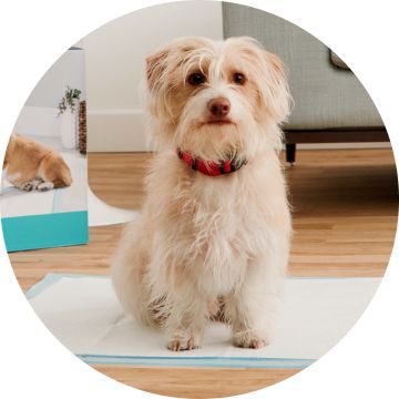 Tan terrier on disposable dog pad