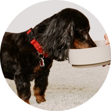 Small black dog eating out of bowl