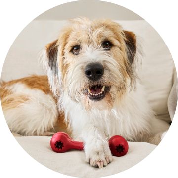 Tan & white dog with paw on toy