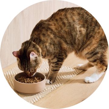 Tabby cat eating out of bowl