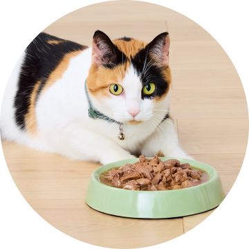Calico cat in front of bowl