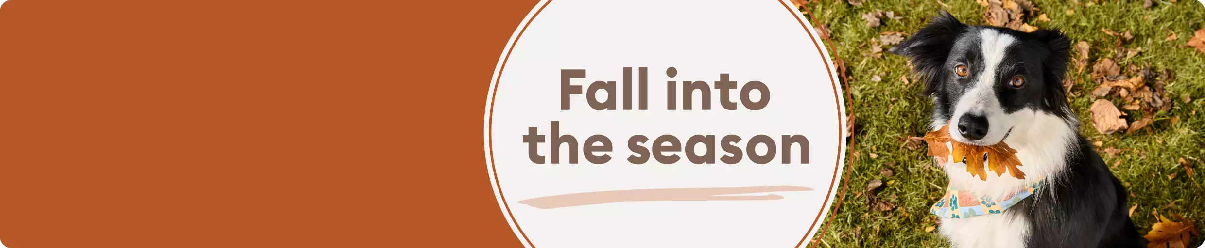Fall into the season shown with black & white dog outside with leaves
