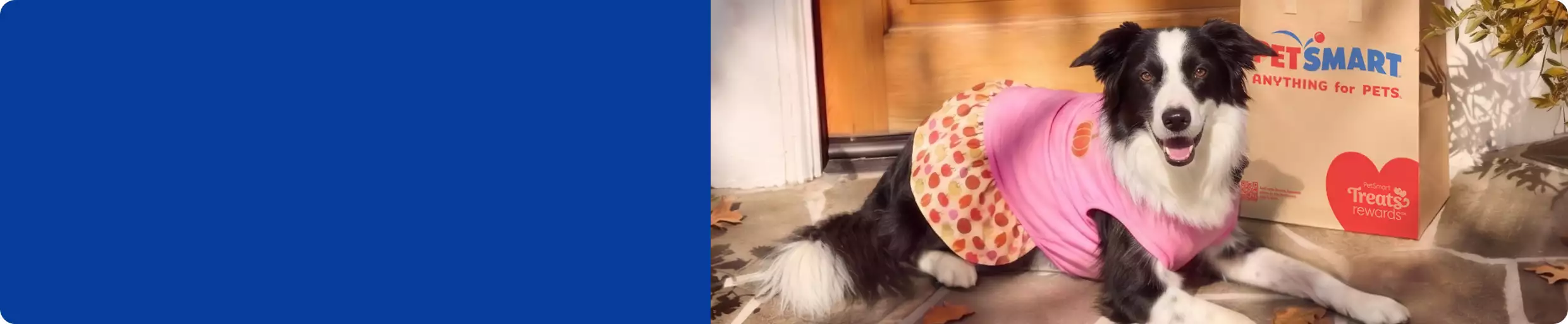 Black & white dog wearing pink & orange outfit with PetSmart bag in front of door