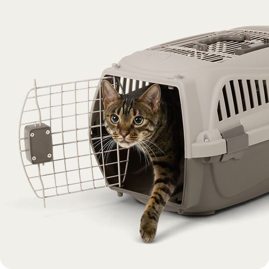 Cat wallking out of a Whisker City plastic carrier