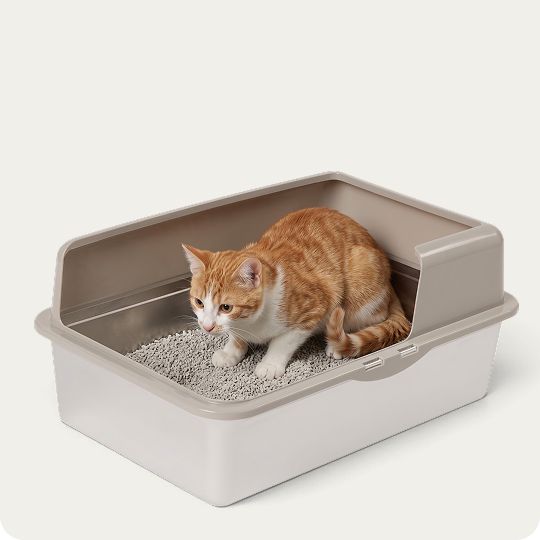 Cat inside an ExquisiCat High-Sided Stainless Steel X-Large Litter Box