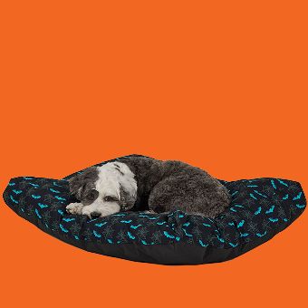 Dog laying in Halloween theme dog bed black with blue bats allover