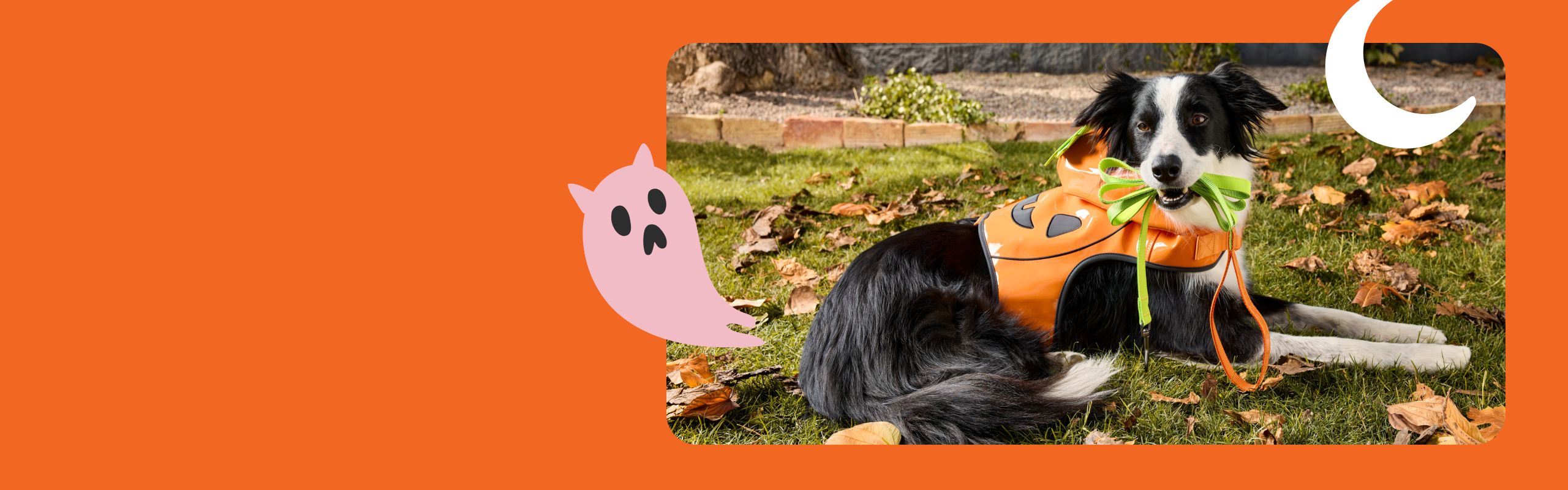 Black & white dog wearing a pumpkin costume outdoors in a fall setting with ghost & moon graphics