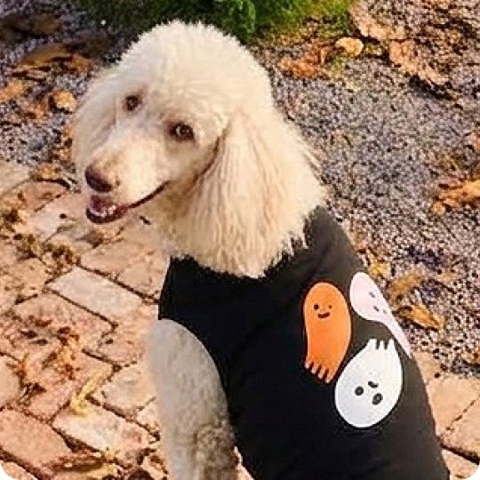 White dog outside wearing a Halloween t-shirt with ghosts