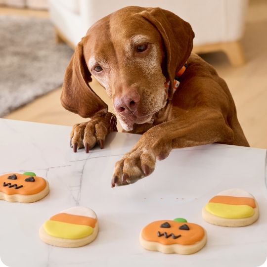 Dog reaching for Halloween treats on top of a counter