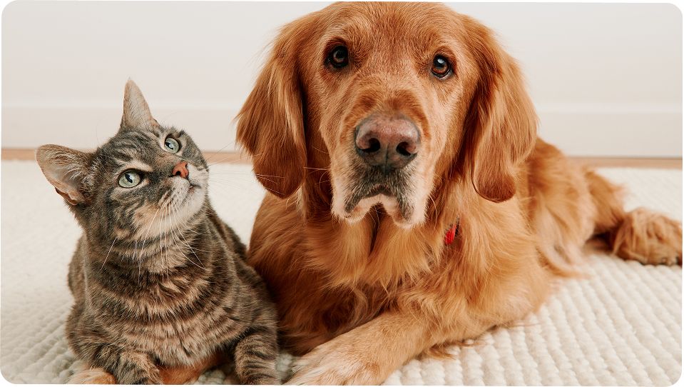Dog & a cat lying together on a rug