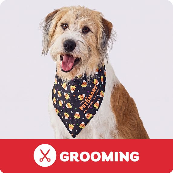 Grooming Salon logo & a dog wearing a Halloween bandana