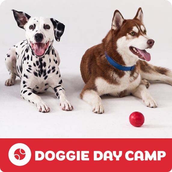Doggie Day Camp logo and two dogs lying next to each other on the floor playing with a red ball