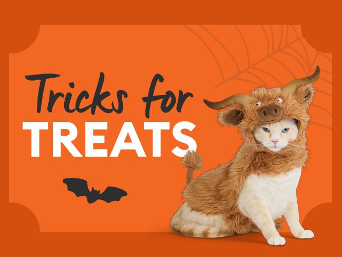 Tricks for Treats event banner with a cat in a Halloween costume