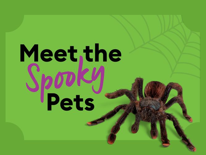 Meet the Spooky Pets event banner with a tarantula