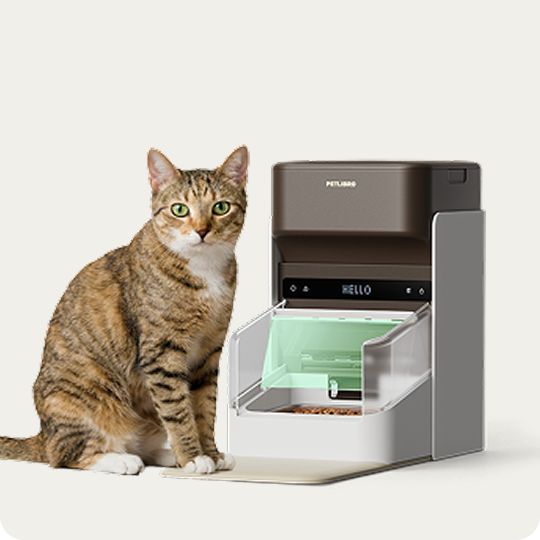 Cat standing next to a Petlibro feeder