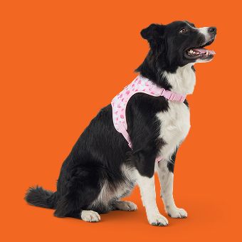 Dog wearing a harness