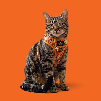 Cat wearing a harness