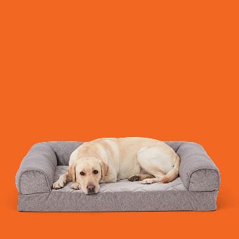 Dog lying on a Top Paw Orthopedic Bed