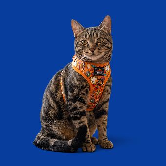 Cat wearing a harness