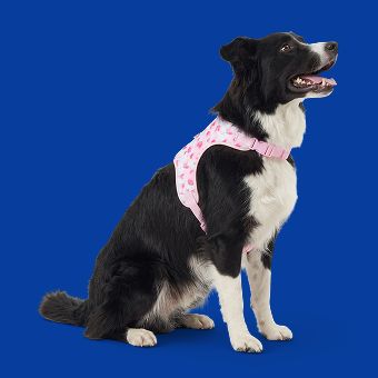 Dog wearing a harness