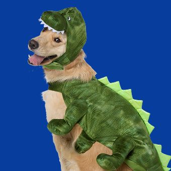Dog wearing a Thrills & Chills Dinosaur Costume