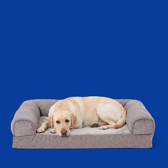 Dog lying on a Top Paw Orthopedic Bed