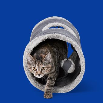 Cat inside a Whisker City Cozy Pop-Open Play Tunnel