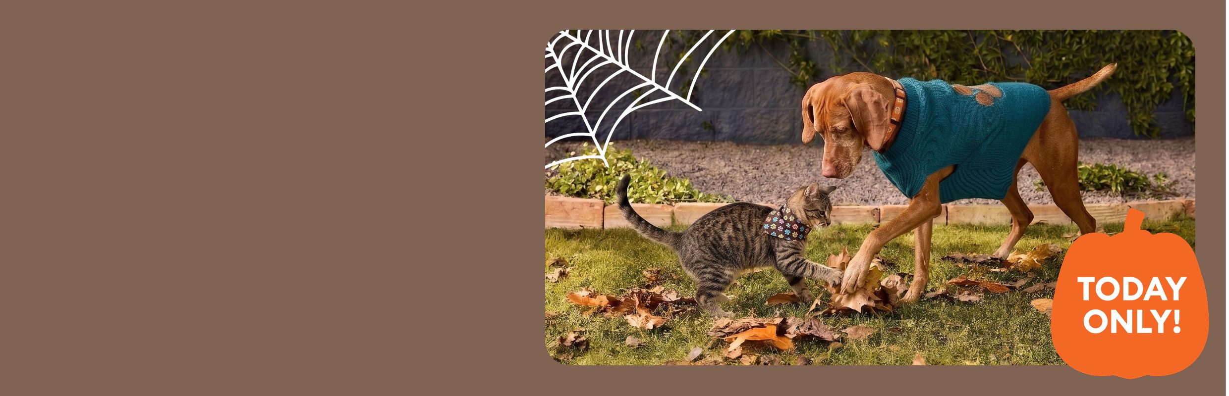 Brown dog wearing a teal sweater playfully interacting with a tabby cat in a fall yard with a today only callout